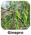 Ginepro